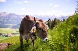 Landhaus Bergidyll - Ferienwohnung Kapellenblick - 2