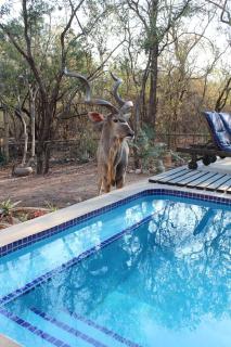The Aloes Bush Lodge - Marloth Park - 1