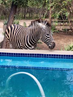 The Aloes Bush Lodge - Marloth Park - 2