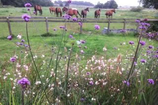 The Coach House Barn - Valley Farm - Sudbourne - 3