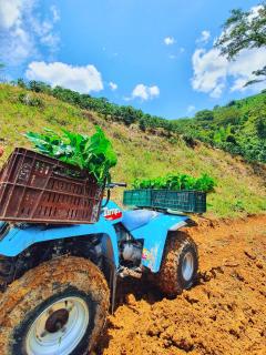 Hacienda La Mesa - Coffee farm - La Paloma - 8