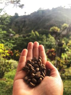 Hacienda La Mesa - Coffee farm - La Paloma - 7
