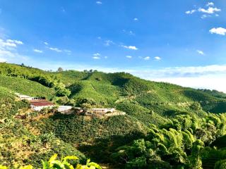 Hacienda La Mesa - Coffee farm - La Paloma - 6