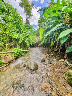 Hacienda La Mesa - Coffee farm - La Paloma - 2