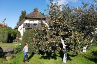 Apfelblüte - Zingst - 3