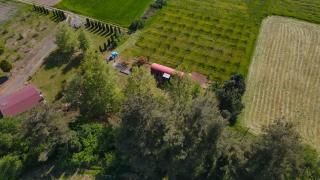 Train in the Forest - 1