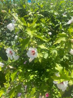 Pensiunea Califar - 5