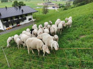 Aberghof - Fügen - 6