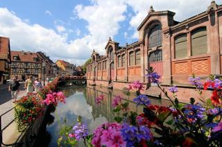 Narcisse - Colmar - 1