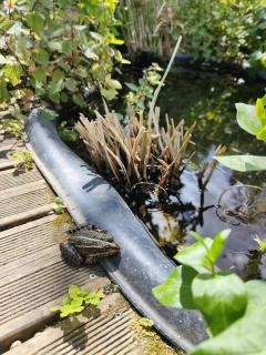 La Maison Bleue de Husseau Ancienne ferme semi-troglodytique 18e siècle - 6