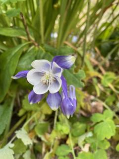 Le Moulin de cherré gîte bleu - 5