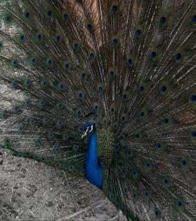 Villa Marrackech Sbai - 6