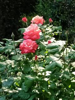 ROSE'S GARDEN - zona tranquilla - vicino Torino - 1