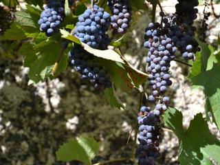 La Devinière - Donzère - 4