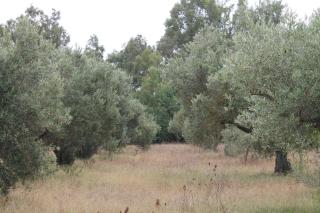 Domu de Campu - Pabillonis - 9