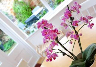 Primrose Cottage - Gullane - 2