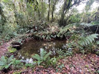 La Bromelia/Cabaña de Montaña, Cerro de la Muerte. - 3