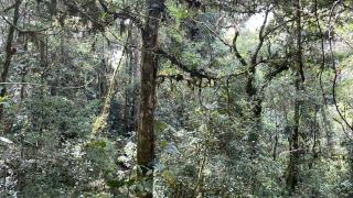 La Bromelia/Cabaña de Montaña, Cerro de la Muerte. - Cartago - 2