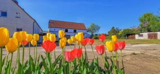 Apartment in Herrenhaus Groß Pinnow - 3