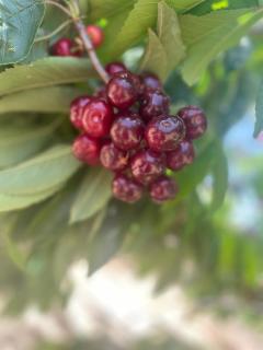 Oriental Nature - 7