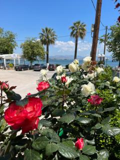 Lerna Rooms - Miloi - 1