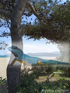 O GECKO MARIN T2 classé entre mer et village à pied - Argelès-sur-Mer - 1