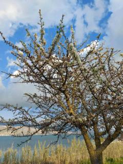 Apollonides Seafront Villa 2 Melete - Lixouri - 3