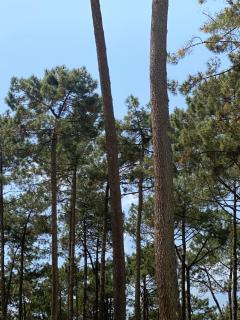 Coeur Des Sables - Saint-Julien-en-Born - 3