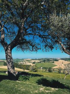 Casa Caminate - Duplex Oliveto - Fano - 3