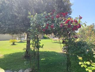 Elegance B&B - Ladispoli - 7