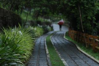Broad Bean Resort & Spa - Munnar - 9