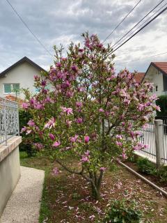 Magnolija - Sarajevo - 8