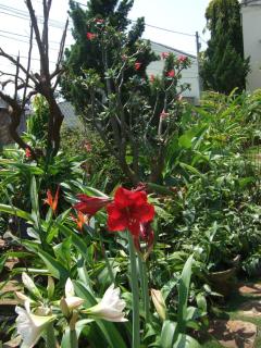 Skybird Homestay - Hoi An - 5