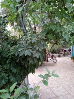 Eucalyptus Pension - Patara - 4