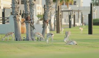 Al Maya Island & Resort - 2
