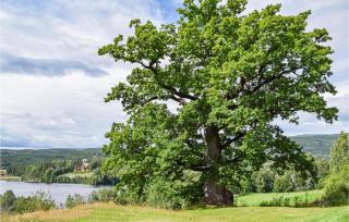 Bjertnes Turistgård - Noresund - 6