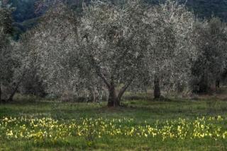 Podere Le Cortine - 7
