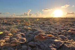 Belleair Beach Club 312 - Clearwater Beach - 7
