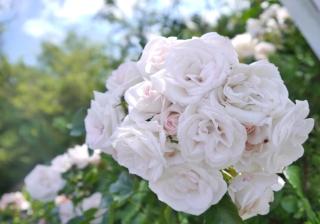 Reetdachhaus ASK EMBLA Reetdachhaus EMBLA - 8