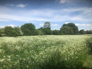 Waldegrave farm - Hartest - 9