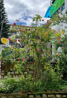 Thu Linh Homestay - Da Lat - 9