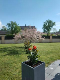 la champagnolaise - 2