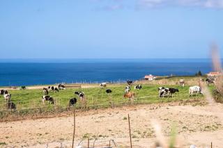 Country House in Azores - S. Miguel - Ribeira Grande - 3