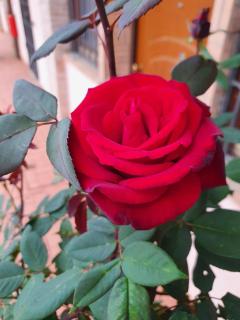 Azienda Agricola Sinisi - 4