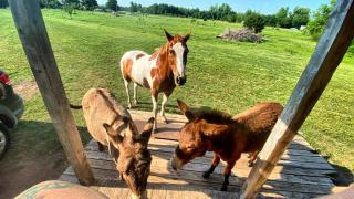 Tiny Cabin at the DonkeyRanch - 5