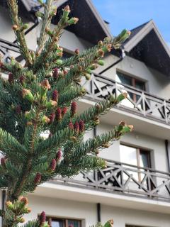 Zaporizʹka Sich - Bukovel - 2