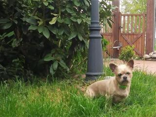 Ranchhouse Hunde und Pferde willkommen - Aurich - 6