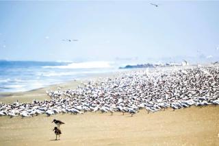 HOP MALIBU exclusiva frente al mar de Chincha - Chincha Baja - 5
