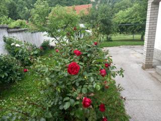 Red Rose - Visoko - 3