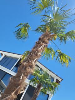 Isea Wood Villa - Rrushkull - 5